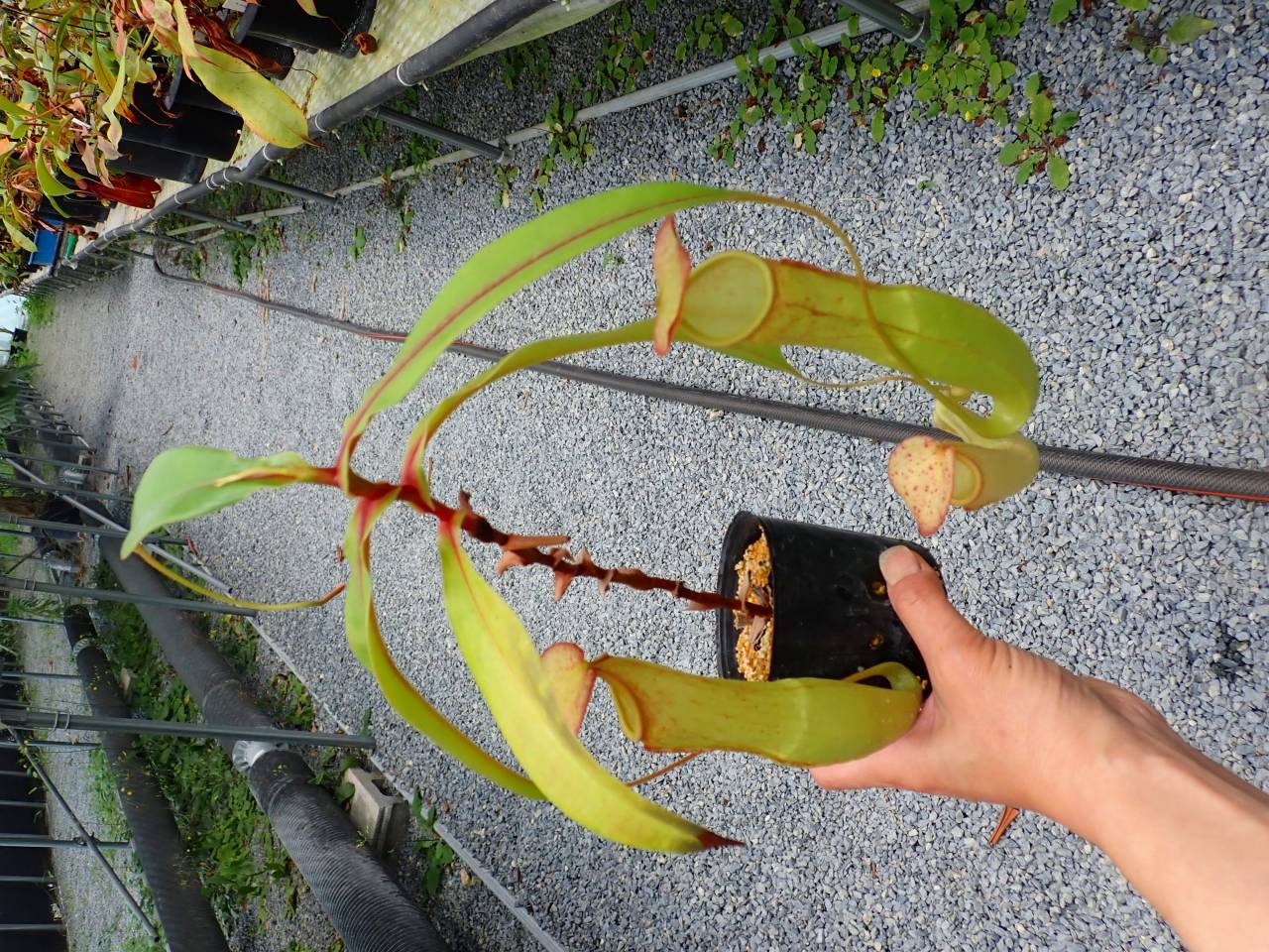 水草 kt G799 5-3 N. Fabulous Koto - Y's Exotics （山田食虫植物農園）