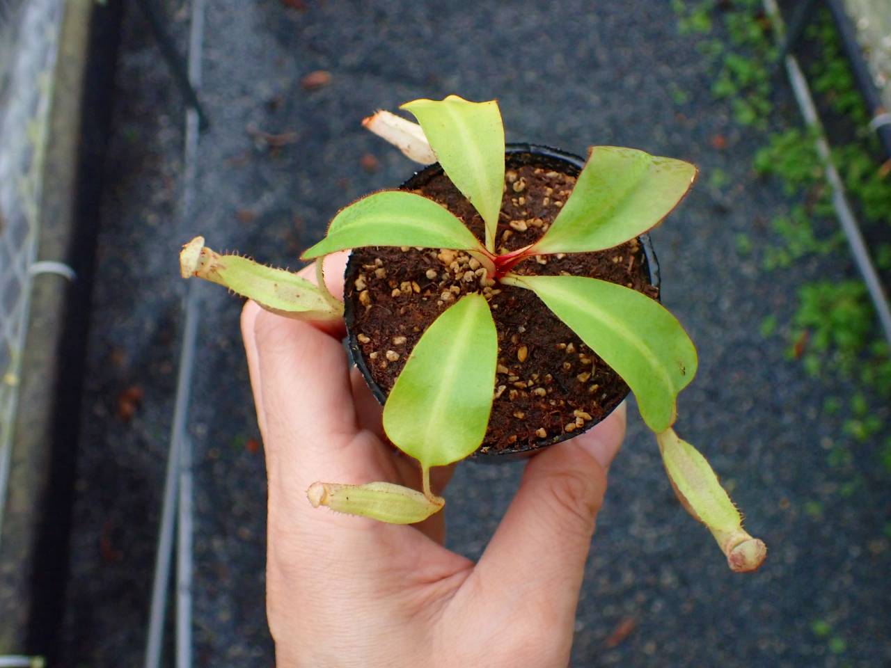 G215 5-1 [YA-170] N. clipeata Nep Garadner Y's Lab - Y's Exotics