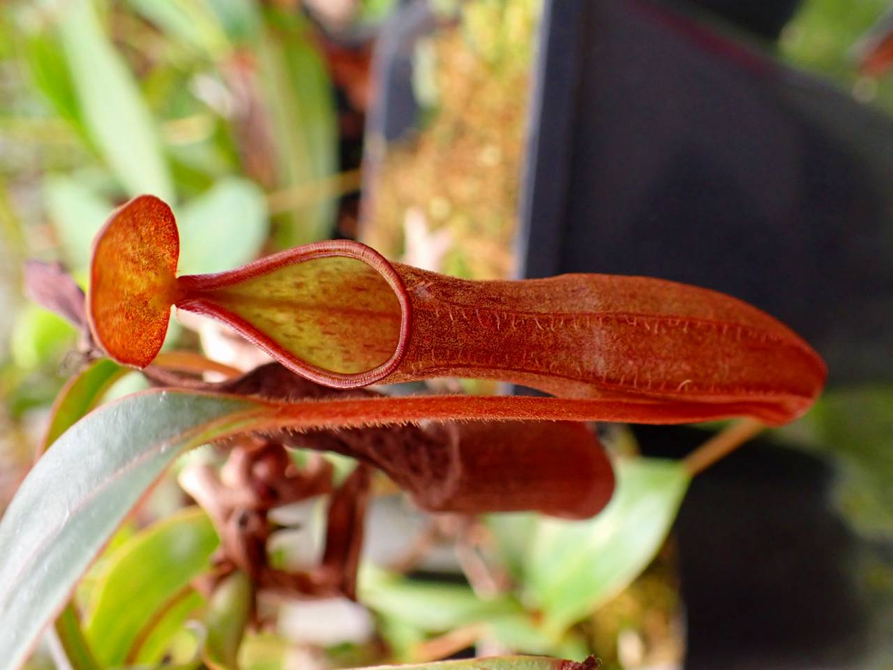 G537 1-3 N. sanguinea - Y's Exotics （山田食虫植物農園）