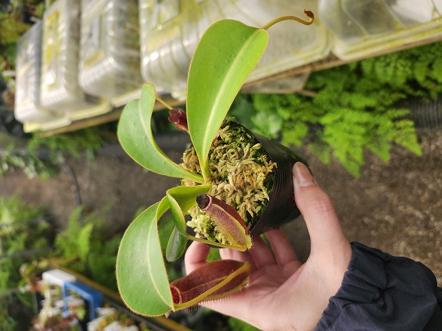 E207 1-4 N. (truncata x peltata) x lowii #NNN - Y's Exotics （山田