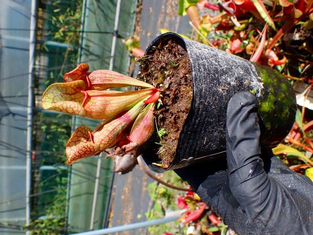 G030 #BBB S. purpurea Hybrid (seedling) | Y's Exotics （山田食虫