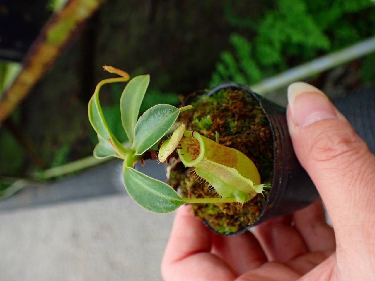 HaaaaaN Canopus 生写真 バラ売り HaaaaaN Canopus 生写真 バラ売り HaaaaaN Canopus 生写真 バラ売り