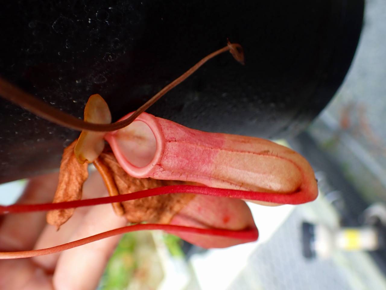 P204 5-3 #BBB N. globamphora (belii) x ventricosa green (Quezon