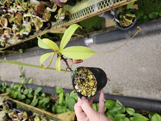 法螺貝　ＮＯ−５９
ホラ貝、和楽器、和太鼓、修験道 法螺貝39cm 810g かなりの美形 | 和雑貨仁泉堂ネットショップ