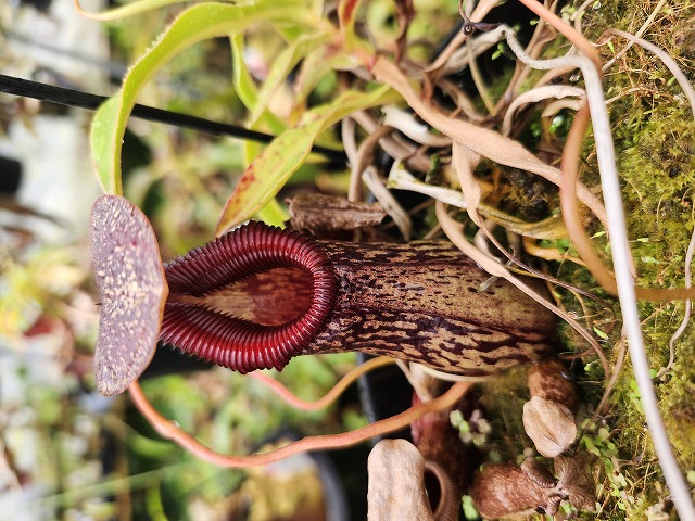 Microcyphus Rousseaui ウニ 殻 エジプト産 Microcyphus Rousseaui ウニ 殻 エジプト産