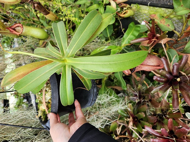 P143 5-2 N. ventricosa x sibuyanensis Y's | Y's Exotics
