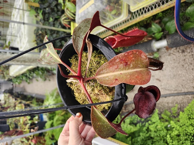 Y522 1-4 N. (truncata x peltata ) x lowii #NNN - Y's Exotics