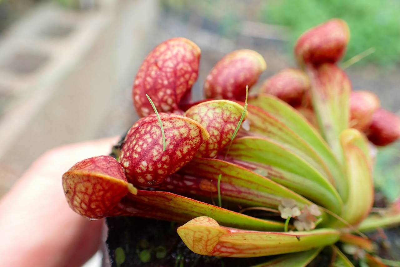 Microcyphus rousseaui　ウニ　殻　大 Microcyphus rousseaui ウニ 殻 大