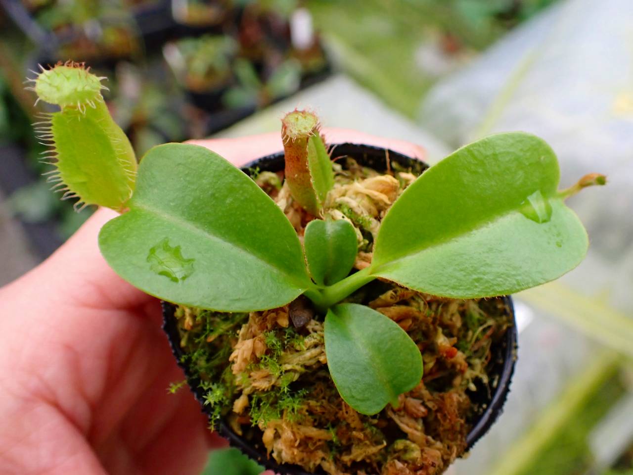 G481 1-4 N. nebularum x edwardsiana Y's - Y's Exotics （山田食虫