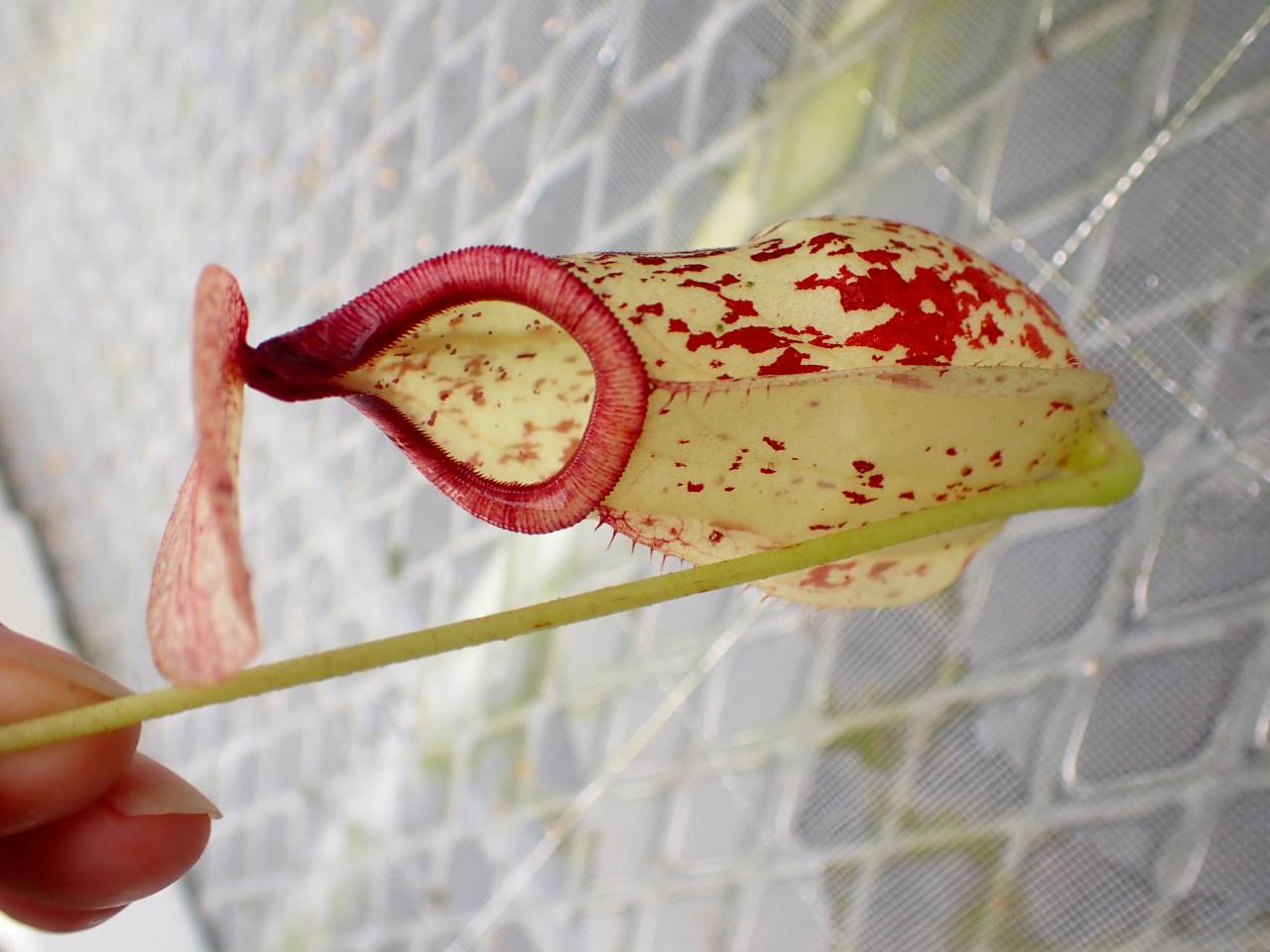 P283 5-3 #BBB N. Chelsonii 一正園 - Y's Exotics （山田食虫植物農園）