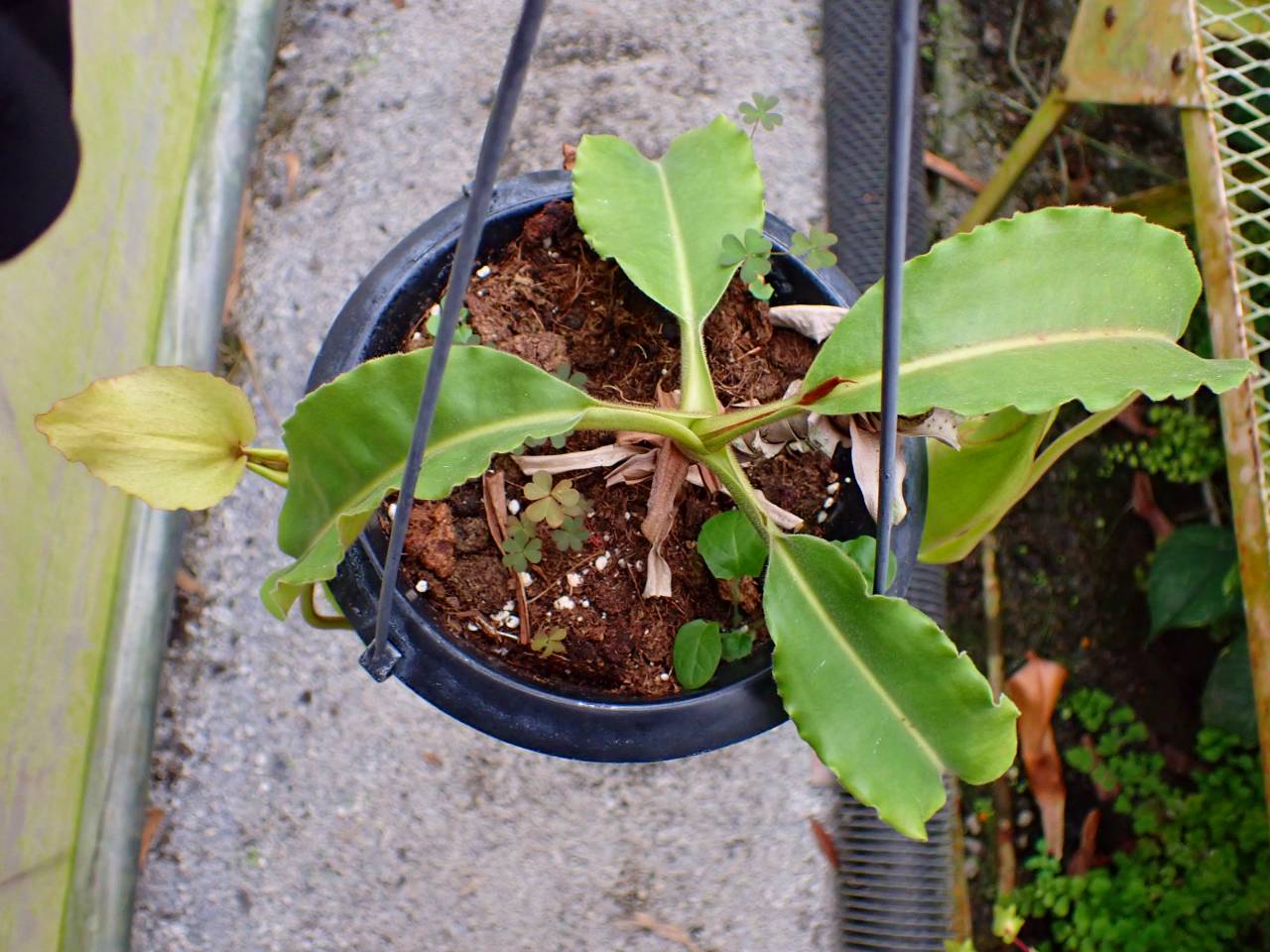 G052 1-1 N. maxima wavy stem x maxima (d) Sulawesi green Y's - Y's