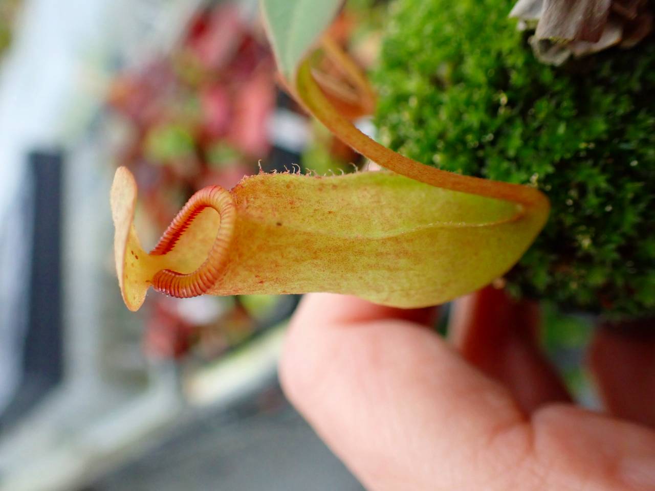 P876 5-1 N. khasiana (♀) H.F.C x sibuyanensis 山本 - Y's Exotics