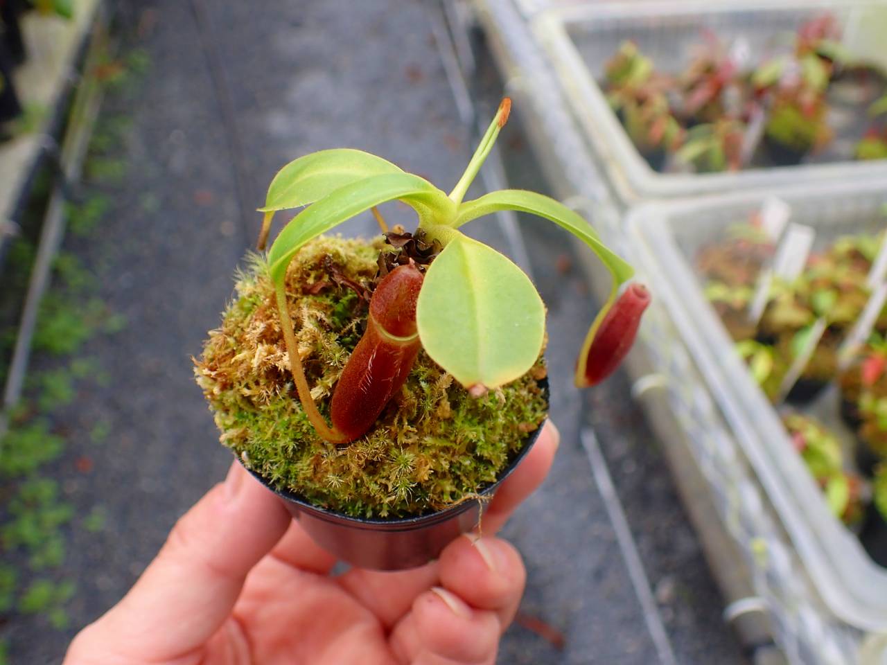 J630 5-1 N. (bicalcarata x campanulata) x lowii #NNN - Y's Exotics