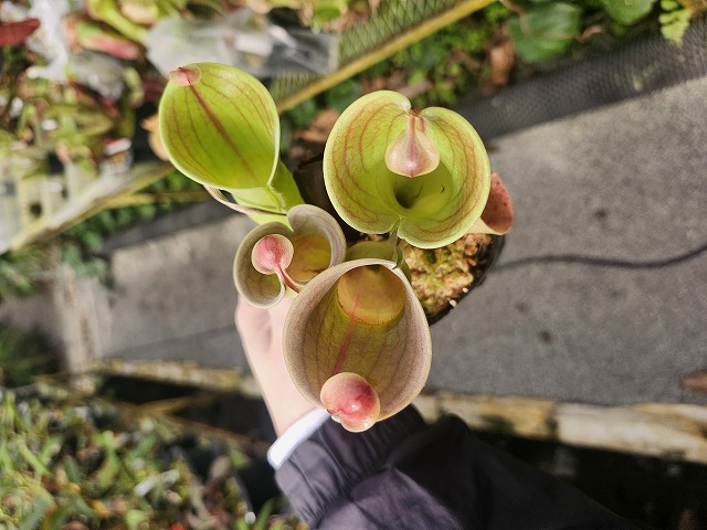 R365 1-1 H. minor Y's - Y's Exotics （山田食虫植物農園）