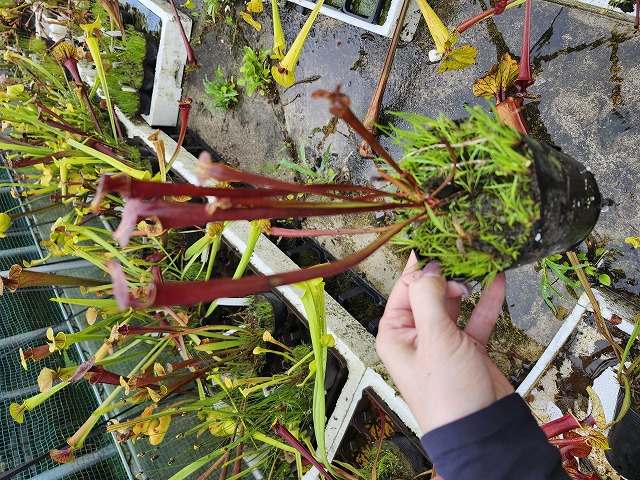 E636 S. flava var. rubricorpora, (giant red MK F21) CK | Y's