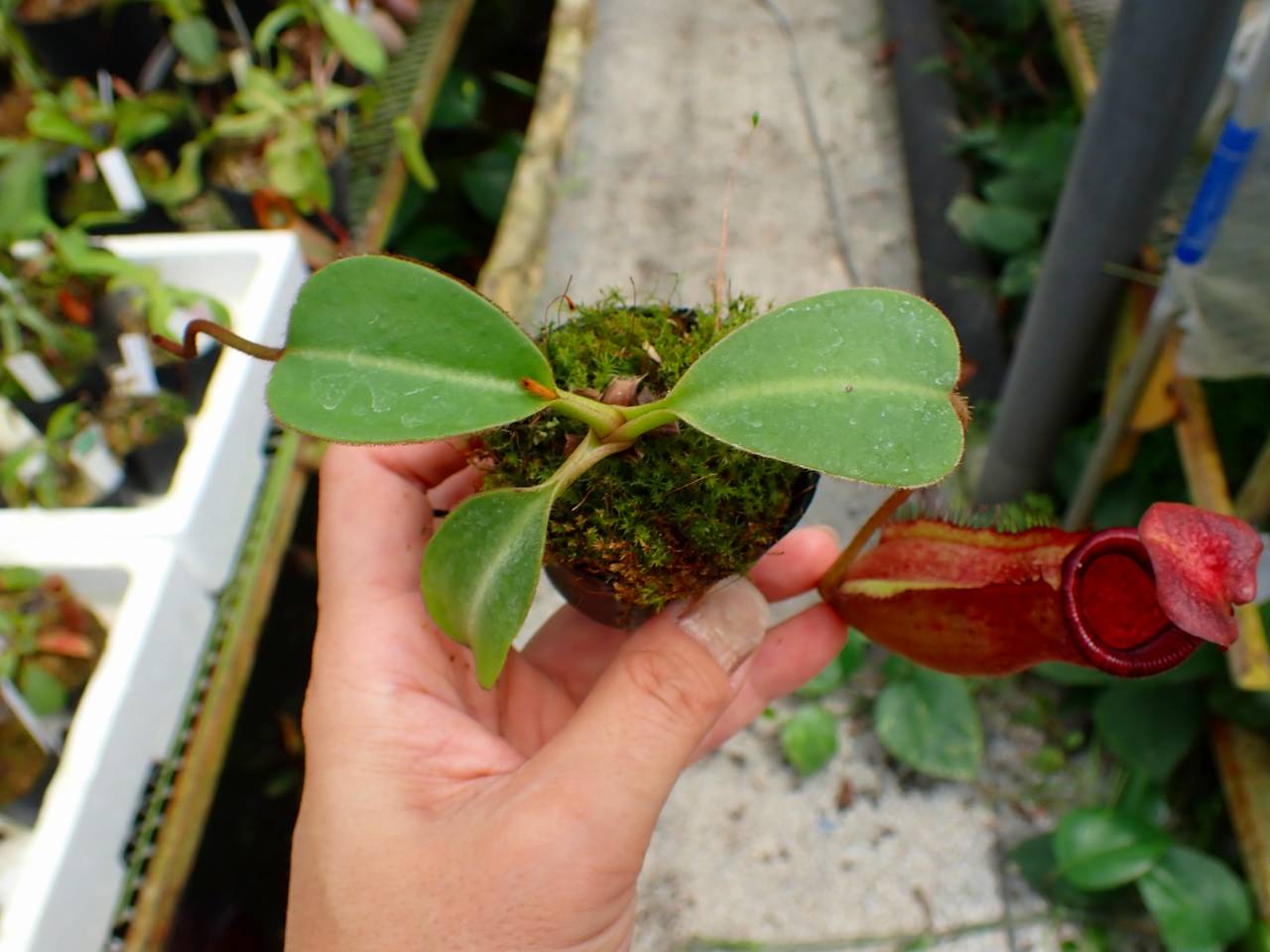 E593 1-2 N. peltata `Yellow Phantom' x lowii #NNN - Y's Exotics