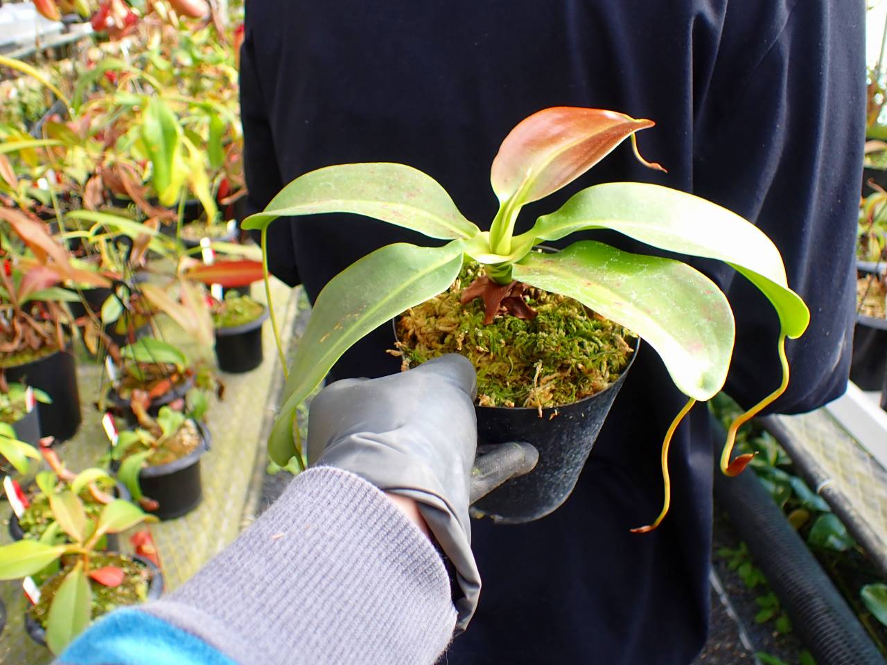 Y946 5-3 N. rajah x northiana-red #NNN - Y's Exotics （山田食虫