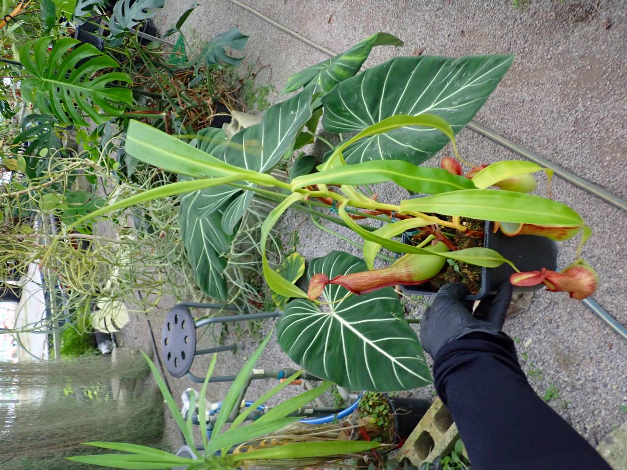 R311 3-1 N. gracilis giant red pitcher x alata Y's | Y's Exotics