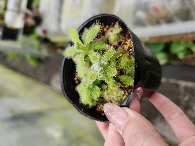 確認用　　ロストラータ　美株 J267 1-4 D. ramentacea Y's Lab | Y's Exotics （山田食虫植物