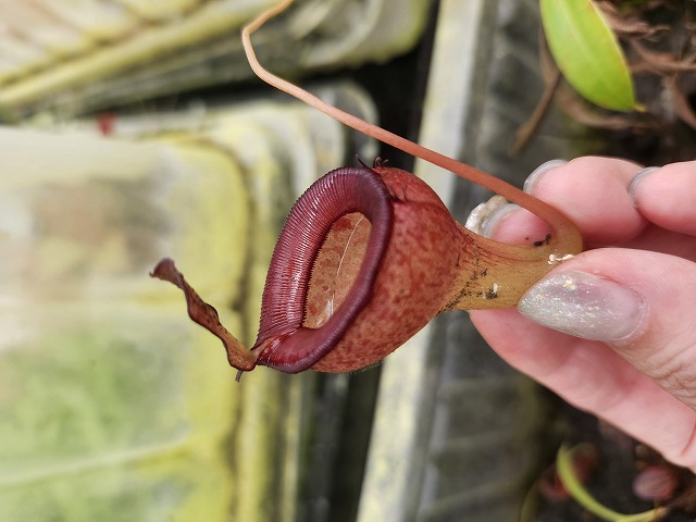 P603 1-2 N. jamban Y's Lab - Y's Exotics （山田食虫植物農園）