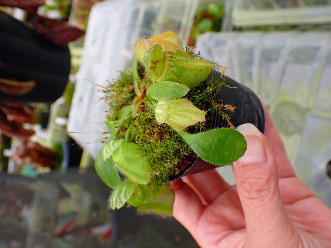 Y270 1-1 Cephalotus seedling of Hummer's Giant 01 BCP - Y's