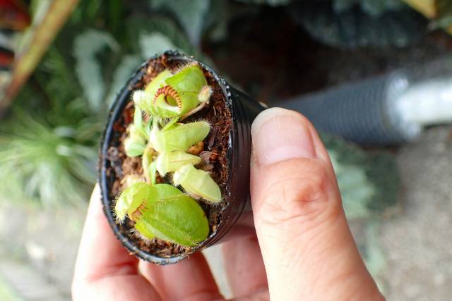 その他観葉植物 Cephalotus follicularis Ebisu cb4dba557f332693f5030831a4e560