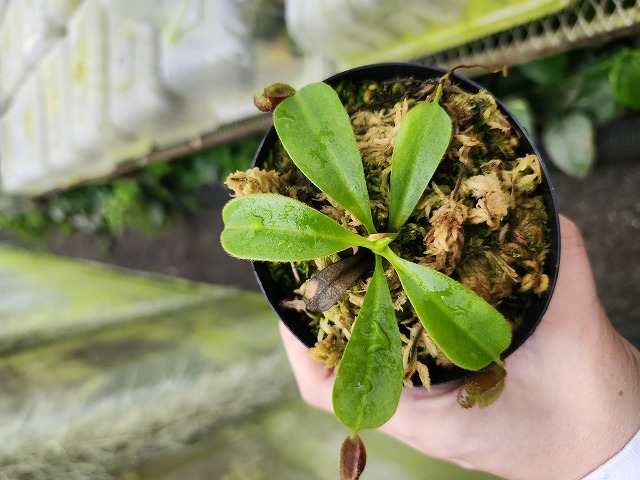 Y094 1-4 N. lowii x macrophylla #NNN - Y's Exotics （山田食虫植物