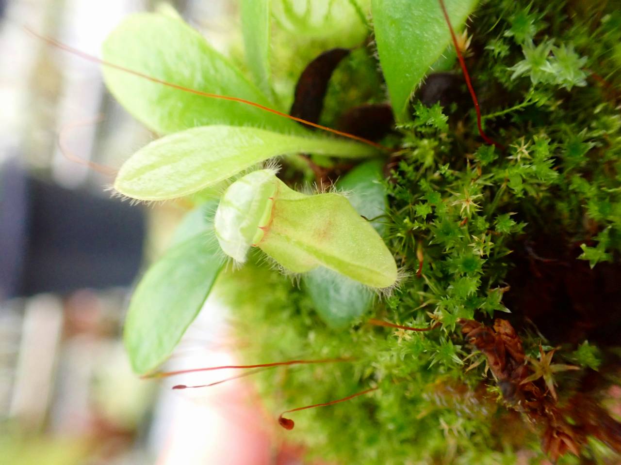 食虫植物N. xtrusmadensis AW clone:1 食虫植物N. xtrusmadensis AW clone:2 Y's Exotics （山田食虫植物農園）