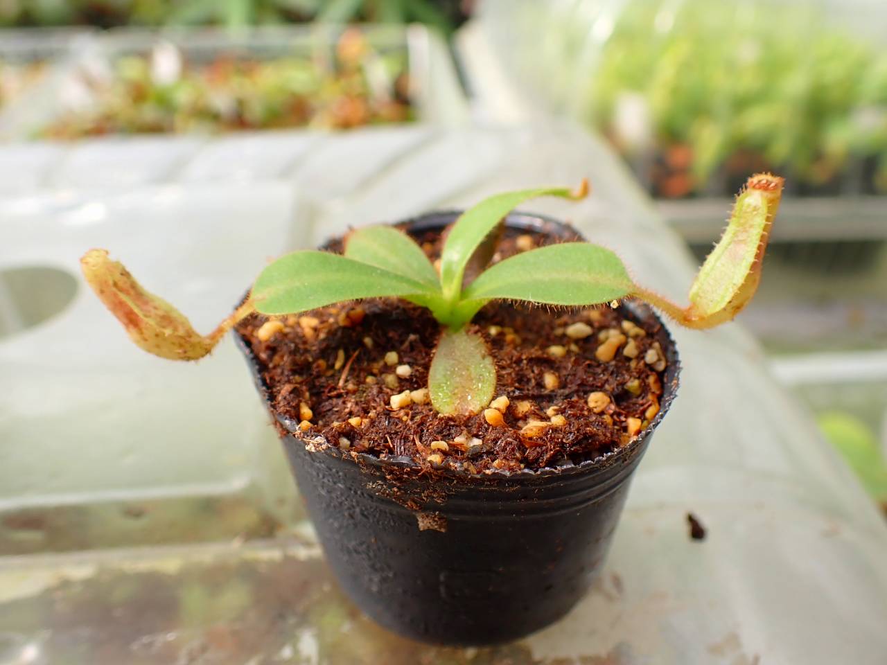 J564 5-1 [YA-129] N. veitchii H/L Murud Y's Lab - Y's