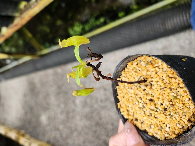 G551 N. inermis {seedgrown individuals, may be natural