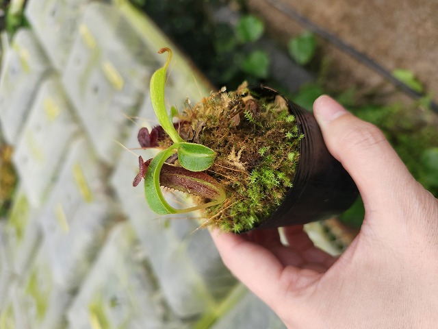 Y637 1-4 N. (ventricosa x xtrusmadiensis) x lowii #NNN - Y's