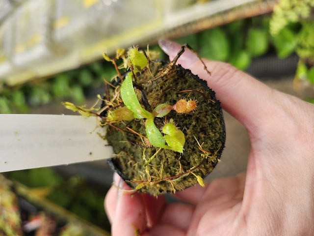 ラスト！激ヤバ実生選抜 【 Loop plants 005 】 検 冰雹 麻花龍 HWS PLANTS l 日和佐実生 (@hws_plants) • Instagram photos and
