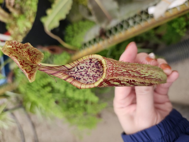 Hiagshiyama様閲覧用セラギネラ3株 (イワヒバ属）中国のハイナン島産