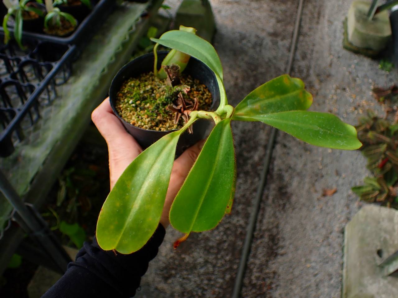G012 3-2 N. veitchii Bario TH - Y's Exotics （山田食虫植物農園）