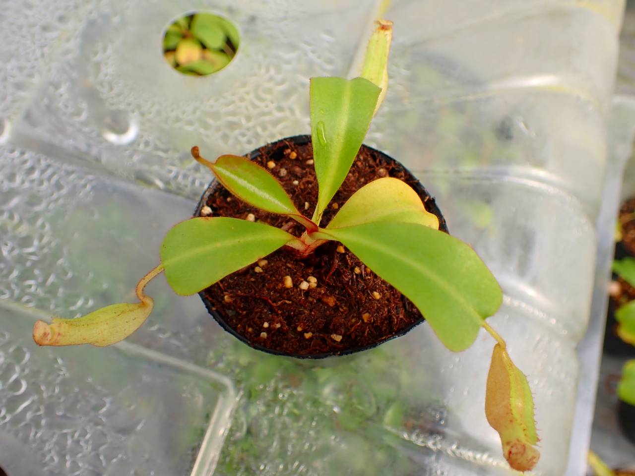 P125 5-1 [YA-170] N. clipeata Nep Gardner Y's Lab - Y's Exotics