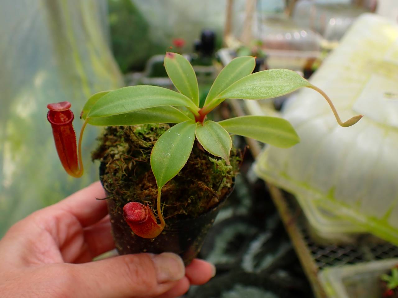 iohaku　苗2種類 G749 1-4 N. jacquelineae x lowii #NNN - Y's Exotics （山田食虫植物