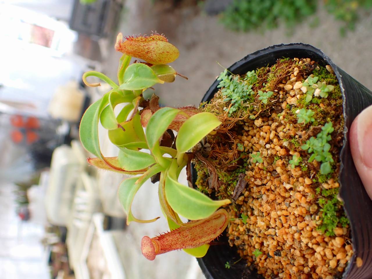 P291 4-1 N. Kihachijo 一正園 - Y's Exotics （山田食虫植物農園）