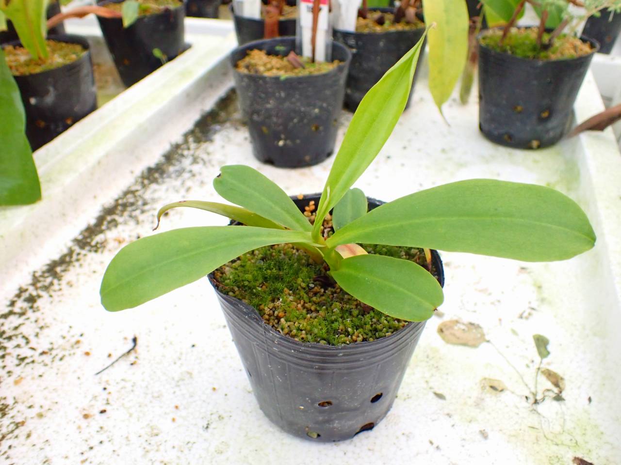 G627 3-2 #BBB N. viking x campanulata konan - Y's Exotics （山田食