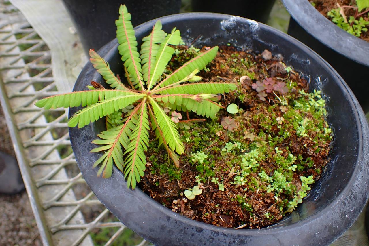 G059 4-2 Biophytum | Y's Exotics （山田食虫植物農園）