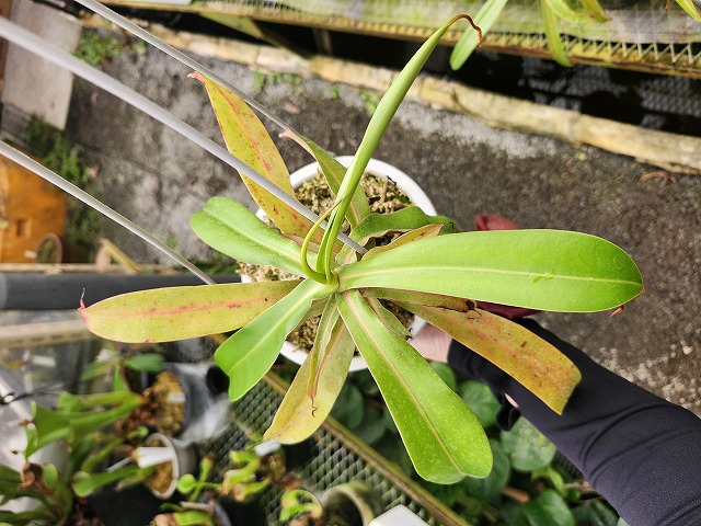 E595 1-2 N. ventricosa Quezon '姫神' #NNN - Y's Exotics （山田食虫