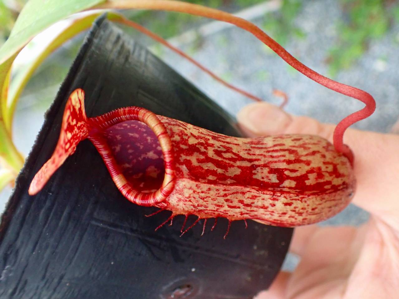 Y016 5-3 N. peltata x ventricosa red 山本 - Y's Exotics （山田食虫