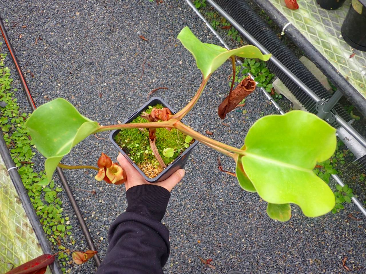 R643 5-3 #BBB N. nebularum Mt. Mayo Dinagat Islands VL - Y's