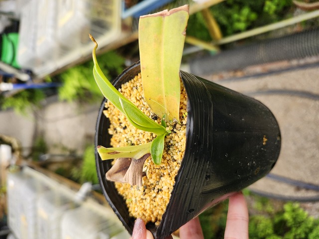 greentomatoさま セール】 【抗菌防臭】Vネックドルマンニット（オフホワイト