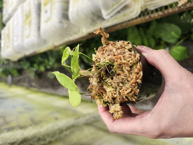 G068 1-4 U. alpina x humboldtii David | Y's Exotics （山田食虫植物