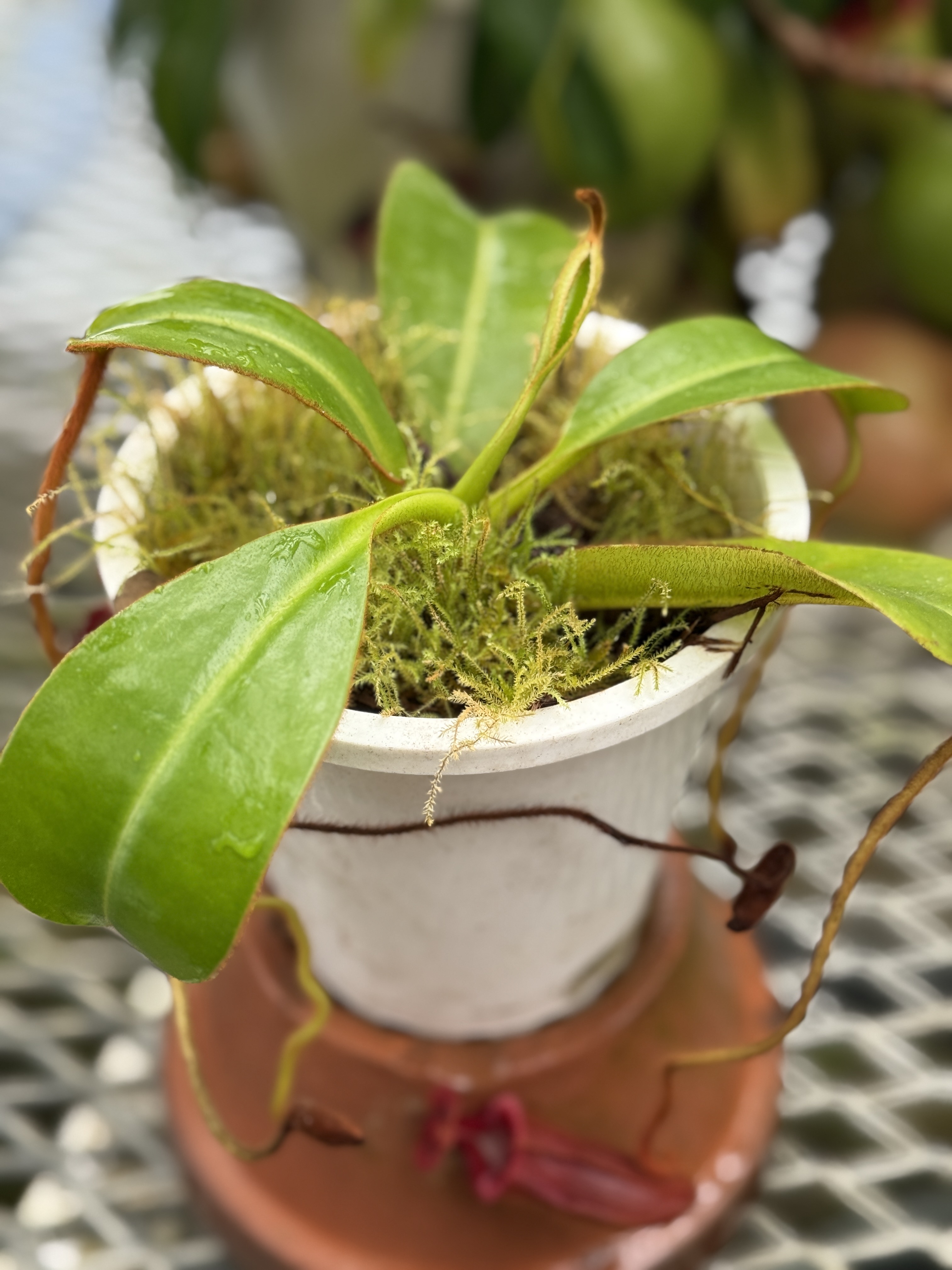 N.xharryana Tambuyukon - Y's Exotics （山田食虫植物農園）