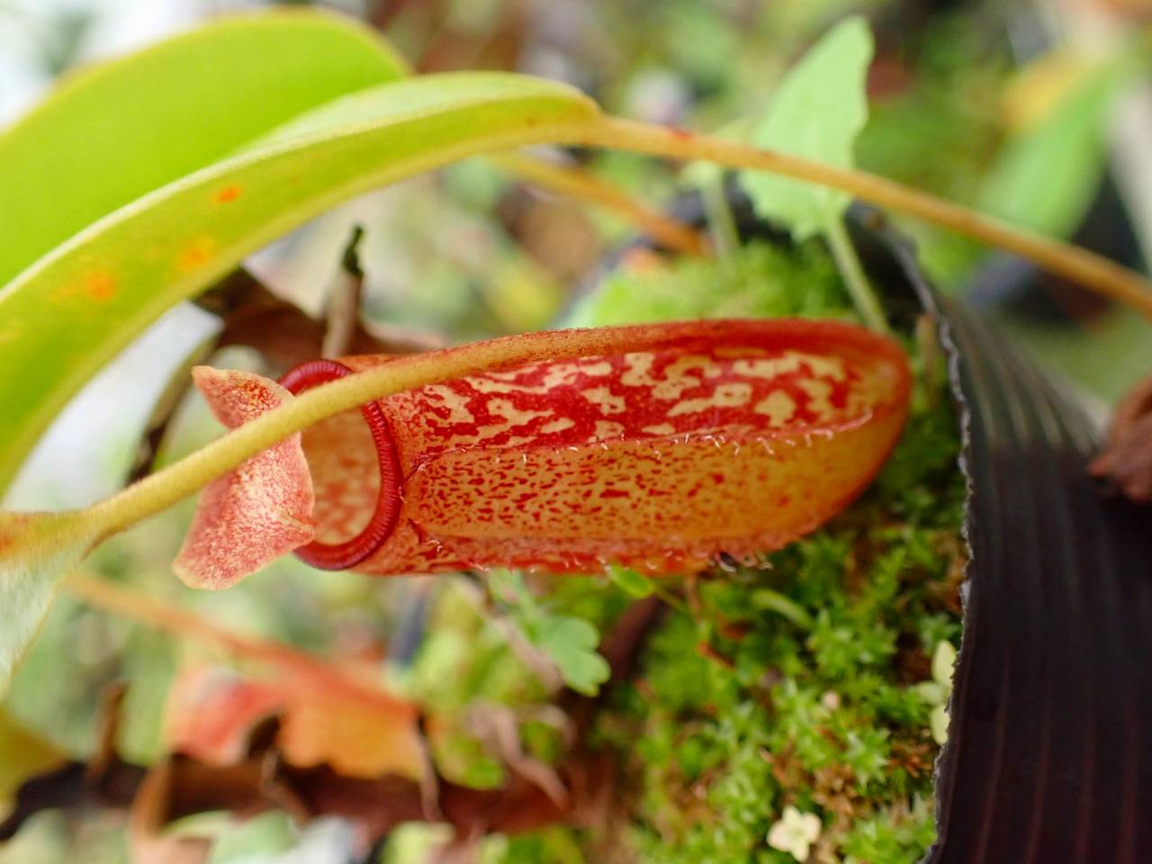 R379 5-3 #BBB N. Red Leopard (ventricosa squat x maxima) EP - Y's