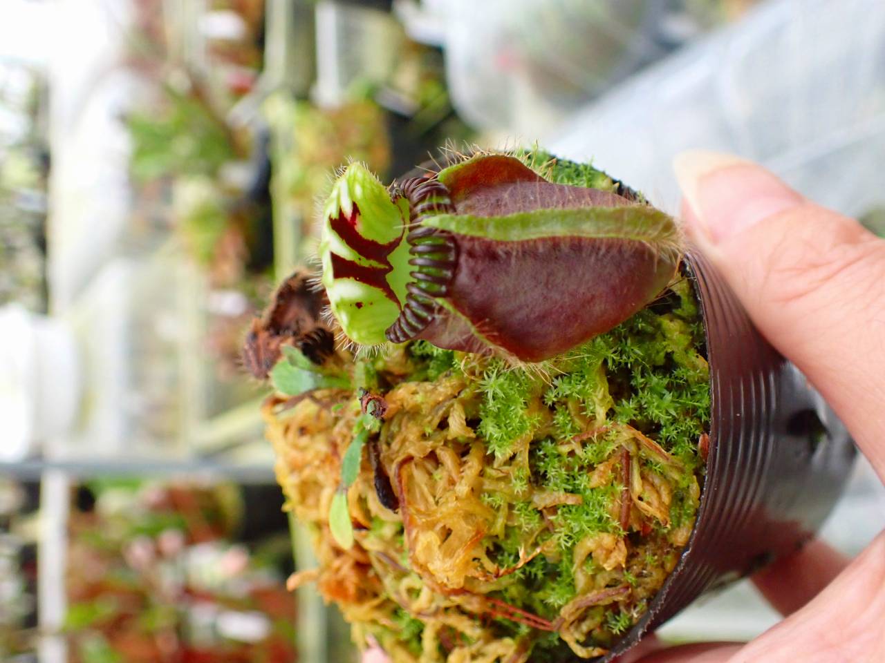 G670 1-2 #BBB Cephalotus follicularis {seedling of Hummer's Giant