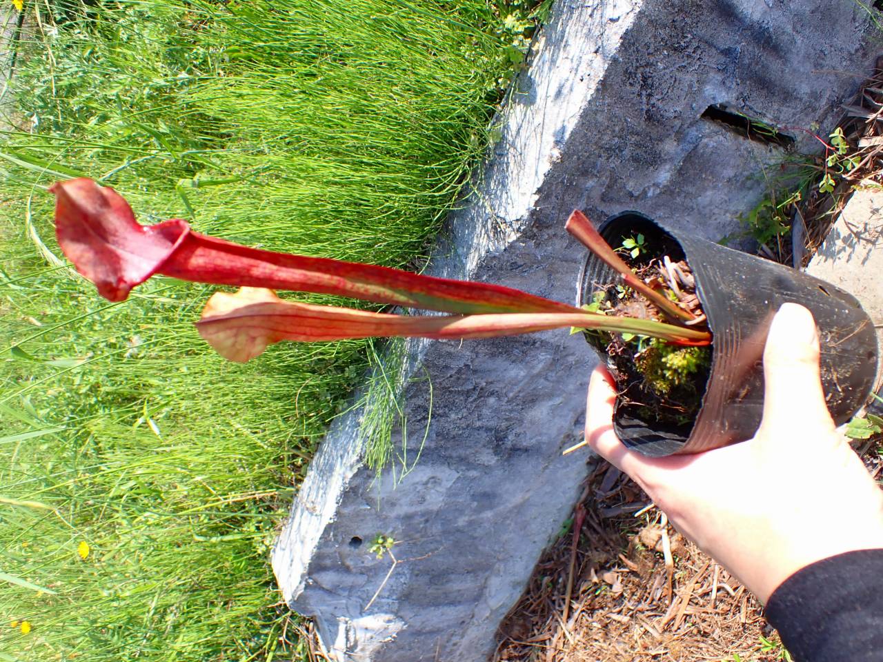 G869 S. popei (red form) - Y's Exotics （山田食虫植物農園）