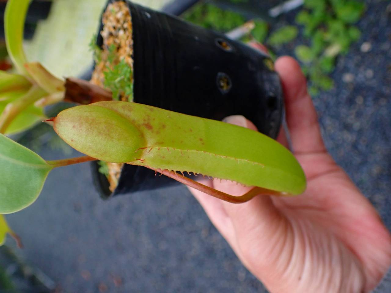 R569 5-3 N. (campanulata x sibuyanensis)-very squat x truncata