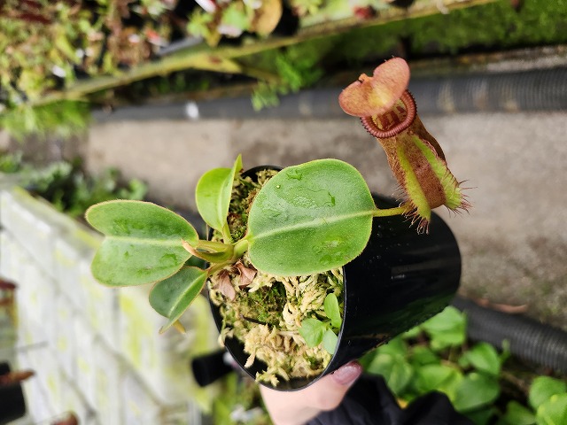 パピルス　ネフェルタリ Y827 5-1 [YA-8] N. pervillei Thomas Alt Y's Lab | Y's